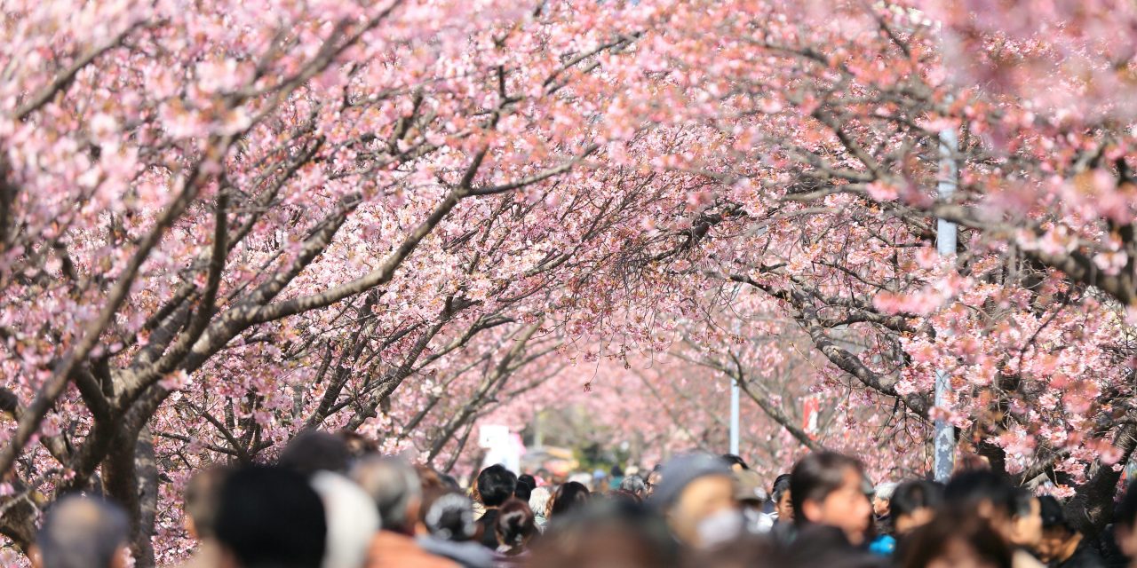 Jepang Laporkan Puncak Mekar Sakura Di Wilayah Utara