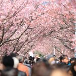 Jepang Laporkan Puncak Mekar Sakura Di Wilayah Utara