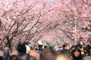 Jepang Laporkan Puncak Mekar Sakura Di Wilayah Utara