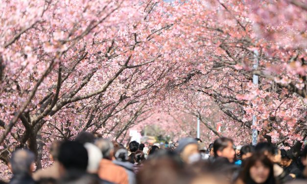 Jepang Laporkan Puncak Mekar Sakura Di Wilayah Utara
