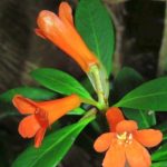 Spesies Baru Dari Poso: Bunga Cantik Berwarna Oranye