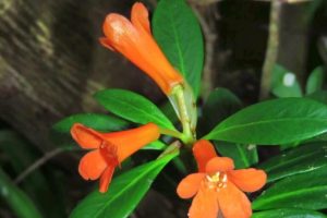 Spesies Baru Dari Poso: Bunga Cantik Berwarna Oranye