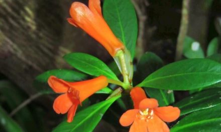 Spesies Baru Dari Poso: Bunga Cantik Berwarna Oranye