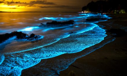 Ledakan Plankton Alami Sulap Laut Kepulauan Fiji Biru Menyala