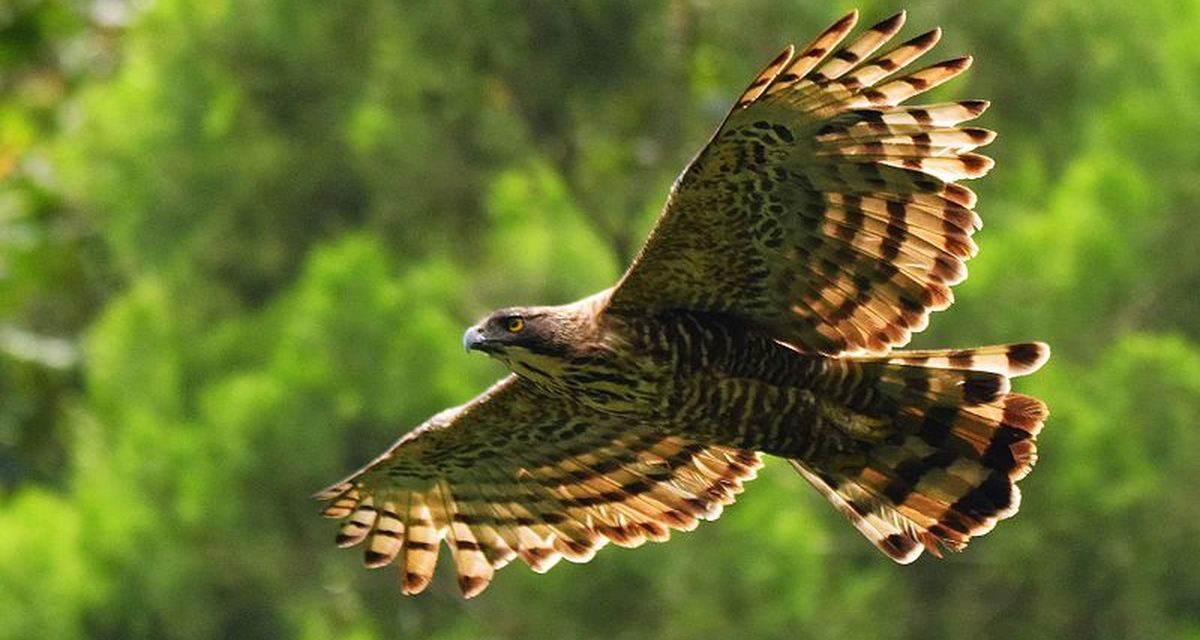 Tiga Elang Jawa Resmi Pulang Ke Habitat Asli Di Kawasan Bromo