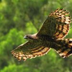 Tiga Elang Jawa Resmi Pulang Ke Habitat Asli Di Kawasan Bromo