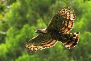 Tiga Elang Jawa Resmi Pulang Ke Habitat Asli Di Kawasan Bromo
