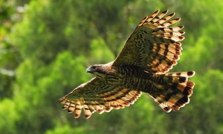 Tiga Elang Jawa Resmi Pulang Ke Habitat Asli Di Kawasan Bromo