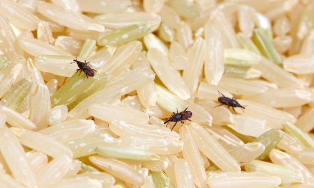Trik Mengatasi Kutu Beras Menggunakan Daun Jeruk Purut Kering