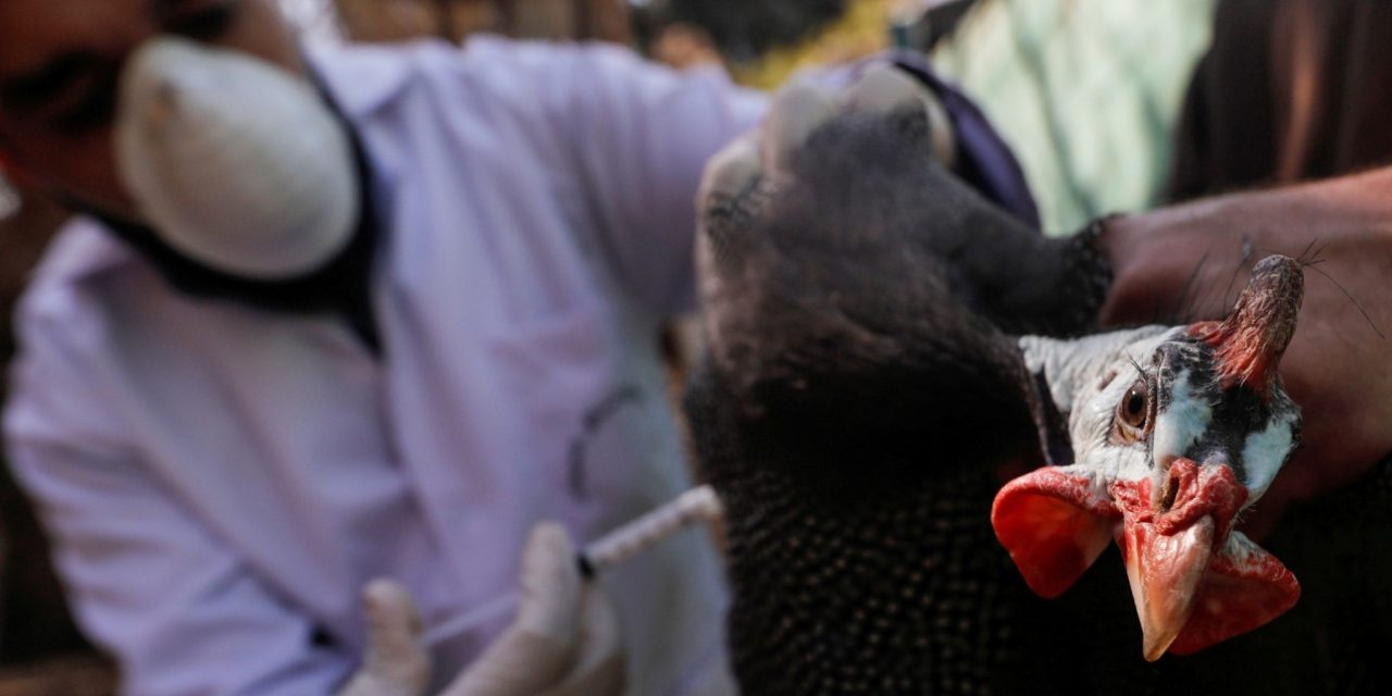 Antisipasi Mutasi Flu Burung! Pemantauan Ketat Diberlakukan