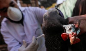 Antisipasi Mutasi Flu Burung!Pemantauan Ketat Mulai Diberlakukan