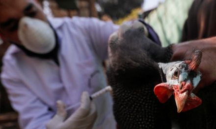Antisipasi Mutasi Flu Burung! Pemantauan Ketat Diberlakukan