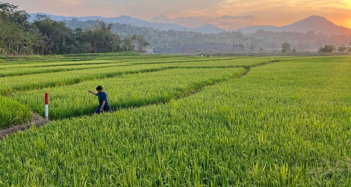 Pemprov Sulsel Resmikan Lumbung Jagung Dan Kedelai Di Sidrap