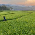 Pemprov Sulsel Resmikan Lumbung Jagung Dan Kedelai Di Sidrap