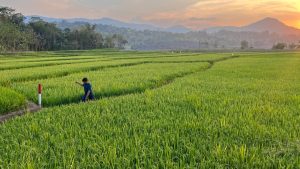 Pemprov Sulsel Resmikan Lumbung Jagung Dan Kedelai Di Sidrap
