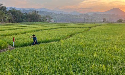 Pemprov Sulsel Resmikan Lumbung Jagung Dan Kedelai Di Sidrap